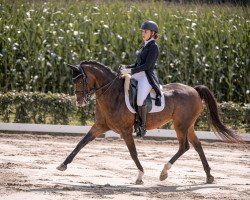 dressage horse Nesquik 11 (German Riding Pony, 2004, from Kennedy WE)