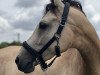 dressage horse Cappuccina 26 (German Riding Pony, 2016, from Cocktailzauber)