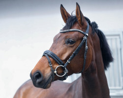 dressage horse LaPerla (Oldenburg, 2019, from Escolar)