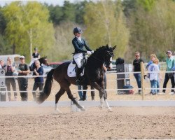 dressage horse Pretty In Pink 4 (Oldenburg, 2017, from Desperado)