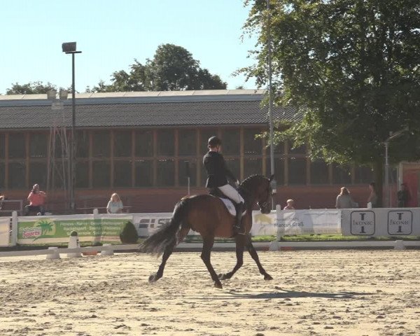 Reitturnier Osnabrück 2023