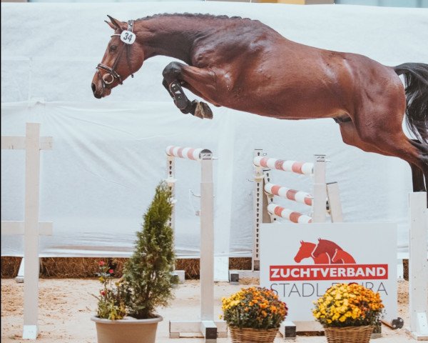 horse Caesarion S (Austrian Warmblood, 2019, from Contendro I)