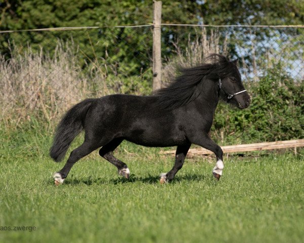 Zuchtstute Fee van Florashet (Shetland Pony (unter 87 cm), 2012, von Kiliam van Dennehove)