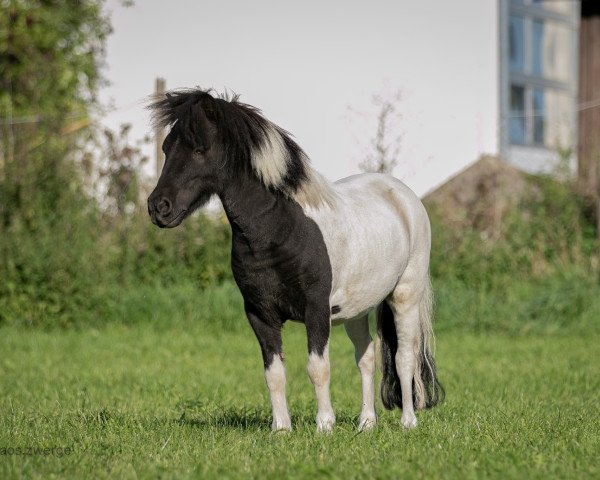 horse BWS Power Point (Dt.Part-bred Shetland pony, 2018, from Pinocello van de Zandkamp)