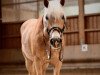 dressage horse Horizon (Haflinger, 2013)