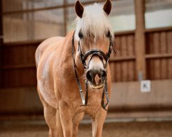 Dressurpferd Horizon (Haflinger, 2013)