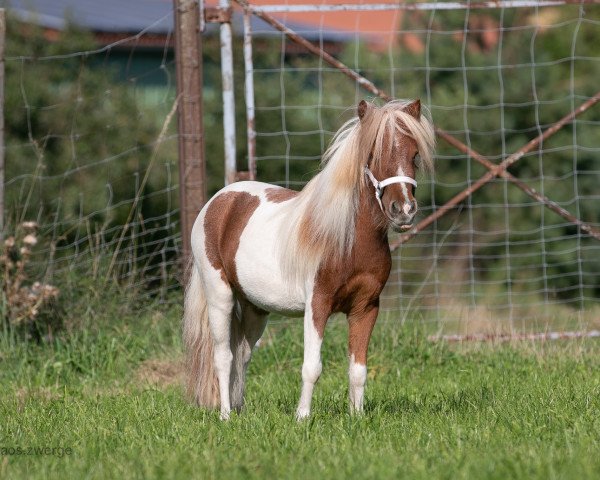 Pferd Finja (Dt.Part-bred Shetland Pony, 2021, von BWS Power Point)