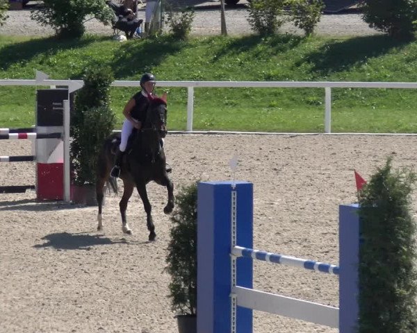 Reitturnier Bülach 2023