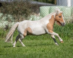 horse BWS Pokerface (Dt.Part-bred Shetland Pony, 2016, from Pinocello van de Zandkamp)