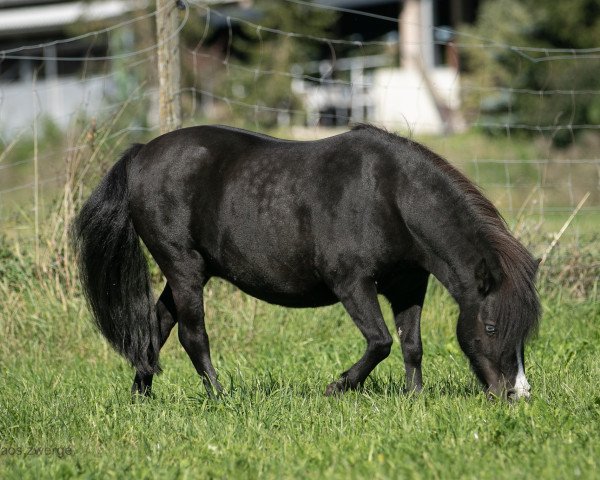 broodmare Flamenca Sue vom Gothensee (German Classic Pony, 2017, from Flamenco)