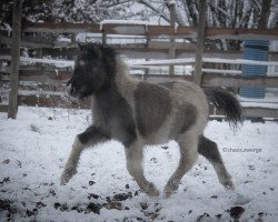 Pferd Miss Freaky Fast (Dt.Part-bred Shetland Pony, 2020, von Anton vom Rindergraben)