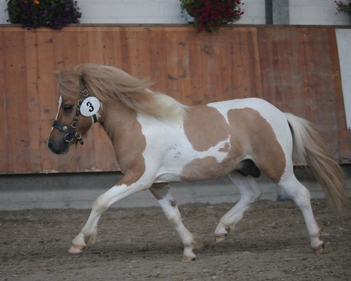 stallion Anton vom Rindergraben (Shetland Pony, 2016, from Ambito)