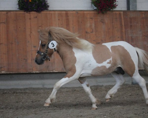 stallion Anton vom Rindergraben (Shetland Pony, 2016, from Ambito)