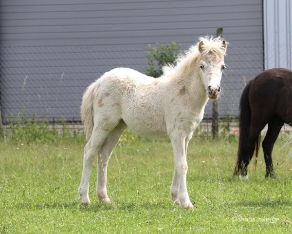 Zuchtstute Magena vom Gothensee (Dt.Part-bred Shetland Pony, 2019, von Finn)