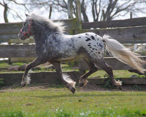 horse Finn (Dt.Part-bred Shetland pony, 2008, from Flamenco)