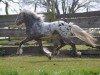 horse Finn (Dt.Part-bred Shetland pony, 2008, from Flamenco)