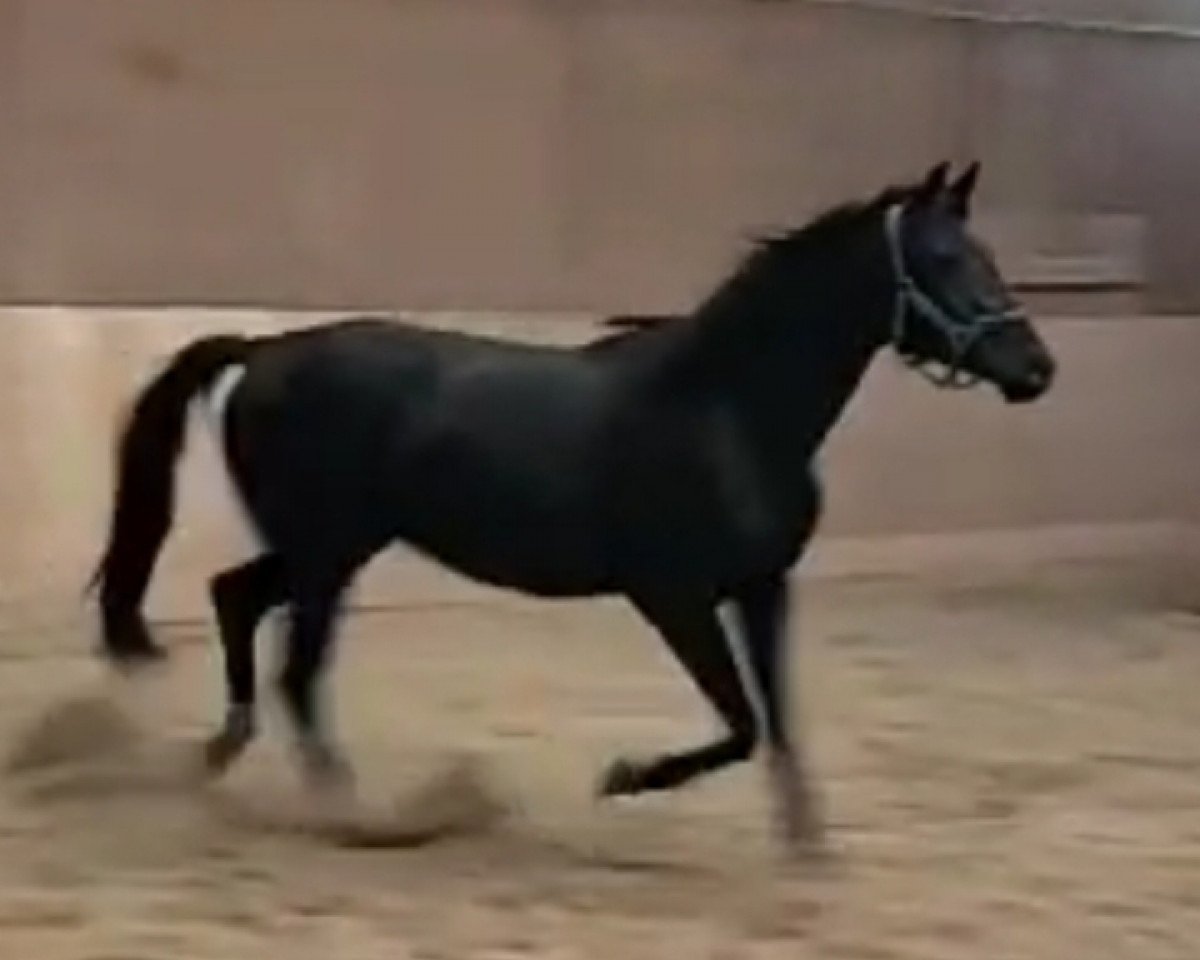 horse Veritas (Russian Trakehner, 2021, from Hotim)