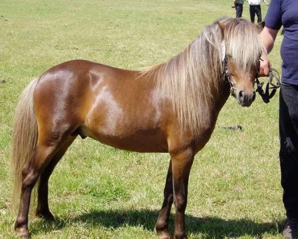 Pferd Bajohr v. Clus (Deutsches Classic Pony, 2002, von Baron)