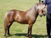 horse Bajohr v. Clus (German Classic Pony, 2002, from Baron)