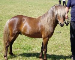 horse Bajohr v. Clus (German Classic Pony, 2002, from Baron)