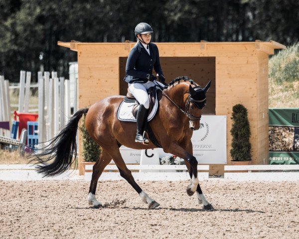 dressage horse Pepper 318 (Zangersheide riding horse, 2019)