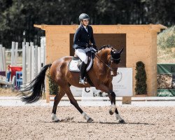 jumper Pepper 318 (Zangersheide riding horse, 2019)