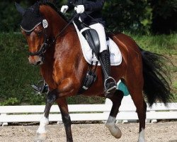 dressage horse Captain Future 18 (German Riding Pony, 2012, from Chattanooga)