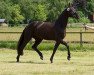 dressage horse Futures Romance (Hanoverian, 2012, from Fürst Romancier)