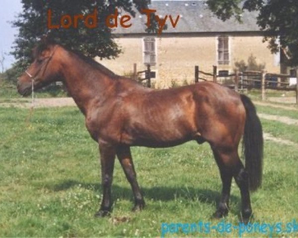 stallion Lord de Tyv (New Forest Pony, 1977, from Goast)