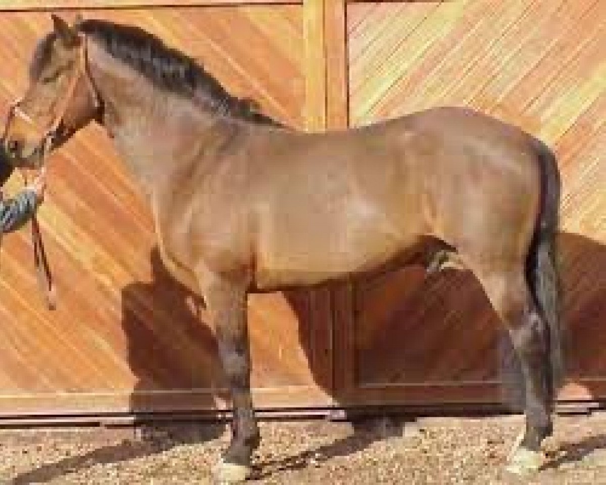 Deckhengst Uriel de Neuville (Connemara-Pony, 1986, von Moyglare Bruff)