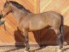 stallion Uriel de Neuville (Connemara Pony, 1986, from Moyglare Bruff)