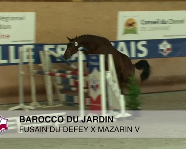 stallion Barocco du Jardin (Selle Français, 2011, from Fusain du Defey AA)
