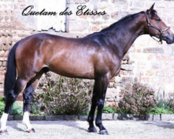 stallion Quetam des Etisses (Selle Français, 2004, from Quidam de Revel)
