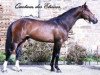 stallion Quetam des Etisses (Selle Français, 2004, from Quidam de Revel)