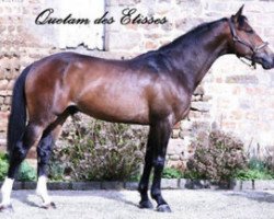 stallion Quetam des Etisses (Selle Français, 2004, from Quidam de Revel)