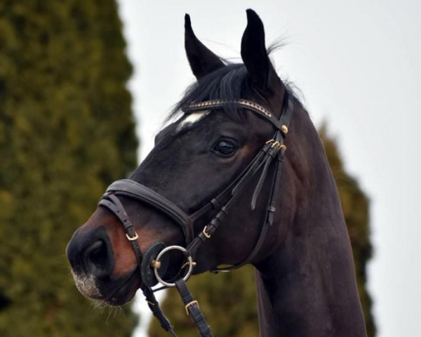 dressage horse For My Soul 6 (Württemberger, 2017, from Fürst Wilhelm)