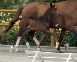 dressage horse Drive me Crazy MG (Oldenburg, 2022, from Diamond First)