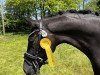 dressage horse D' Aragon (Oldenburg, 2018, from Don Martillo)