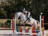 dressage horse GWH Twilight (New Forest Pony, 2009, from Hove's Tabaluga)