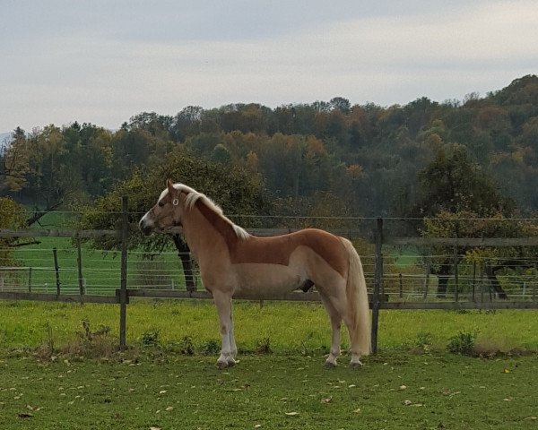 horse Acantus (Haflinger, 2007, from Albertus 112)