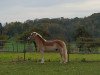 horse Acantus (Haflinger, 2007, from Albertus 112)