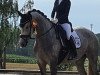 dressage horse TH Antonia (Oldenburg, 2019, from Valverde NRW)