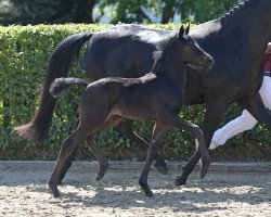 dressage horse Altenklosterhof's Tzorro (German Riding Pony, 2023, from Taurus)