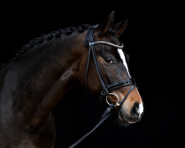 dressage horse Bon Voyage 44 (Hanoverian, 2018, from Bon Coeur)
