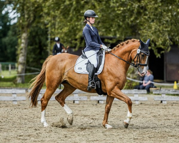 jumper Sally 773 (Dutch Warmblood, 2012, from Spartacus TN)