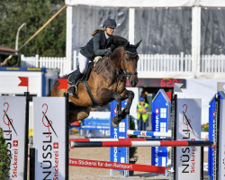 jumper Baltimore B (Irish Sport Horse, 2011, from Radolin)