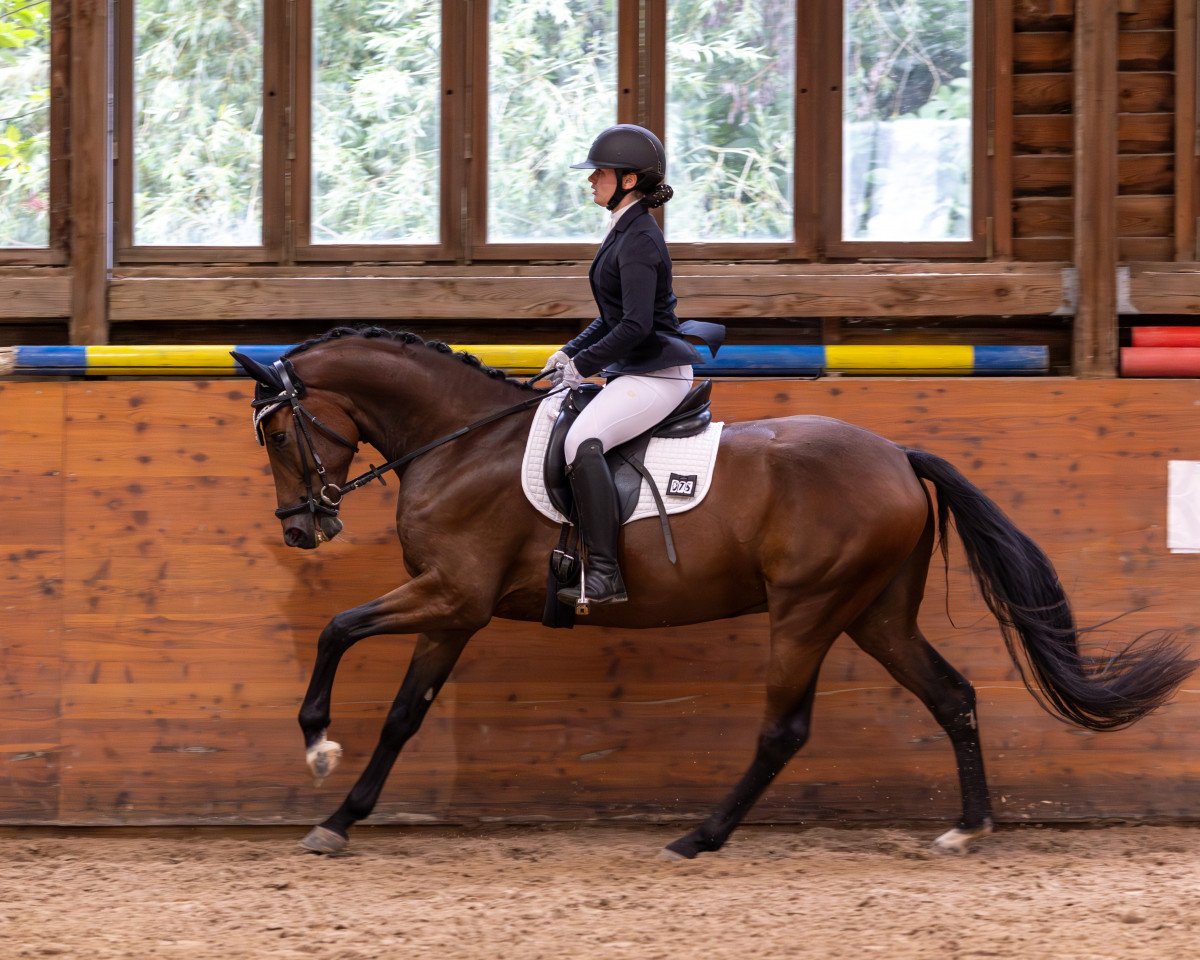 Dressurpferd Don Carlos (Deutsches Sportpferd, 2019, von Diamond Ruby)