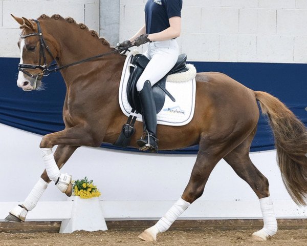 horse Mad Max 88 (German Riding Pony, 2018, from The Braes My Mobility)