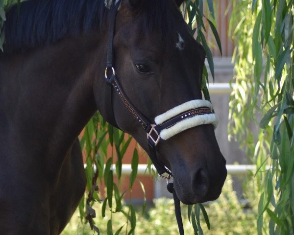 dressage horse Fiene (Westphalian, 2018, from Fürstino)