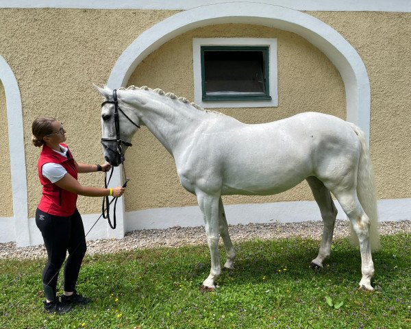 broodmare Harmonie SH (Austrian Warmblood, 2008, from Impuls)